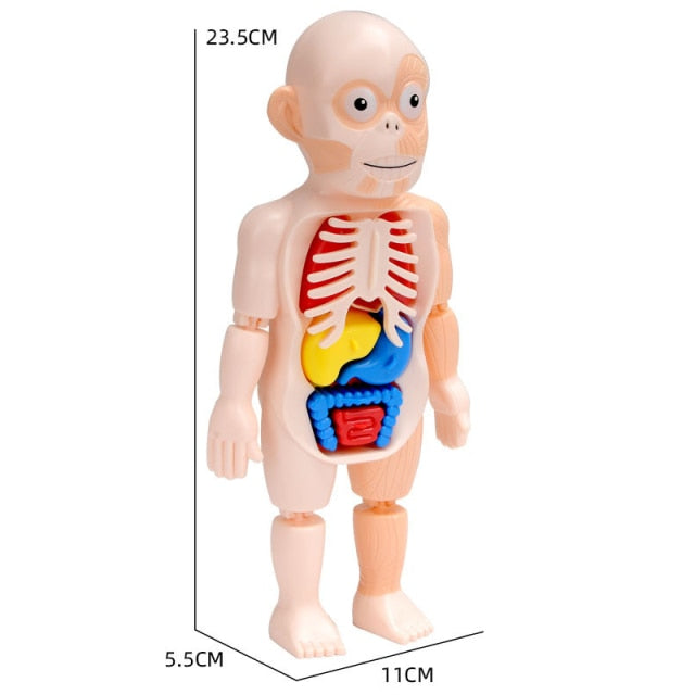 Quebra-Cabeça Corpo Humano - Pirilampo Brinquedos Educativos